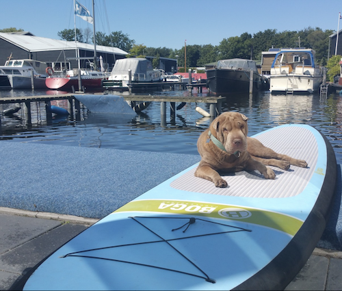 Hond op supboard in haven